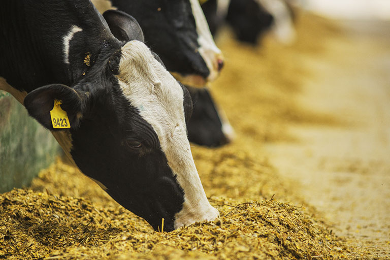 5 Βήματα για να αυξηθεί η κατανάλωση ξηράς ουσίας στις γαλακτοπαραγωγές αγελάδες